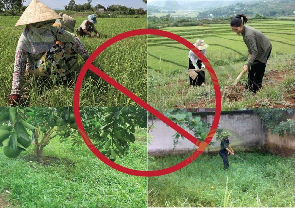 Bạt Phủ Đất Diệt Cỏ Dại 13 phủ bạt sẽ hạn chế được công và chi phí dọn cỏ