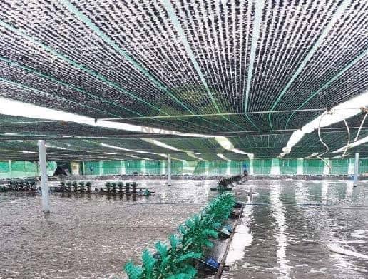 Lưới Chống Nắng Dùng Cho Ao Tôm 9 giá-lưới-che-nắng-thái-lan-khổ-3m