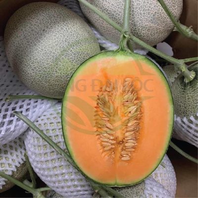 Màng nhà kính Israel: Sức mạnh  trong nông nghiệp chất lượng cao và trồng trọt