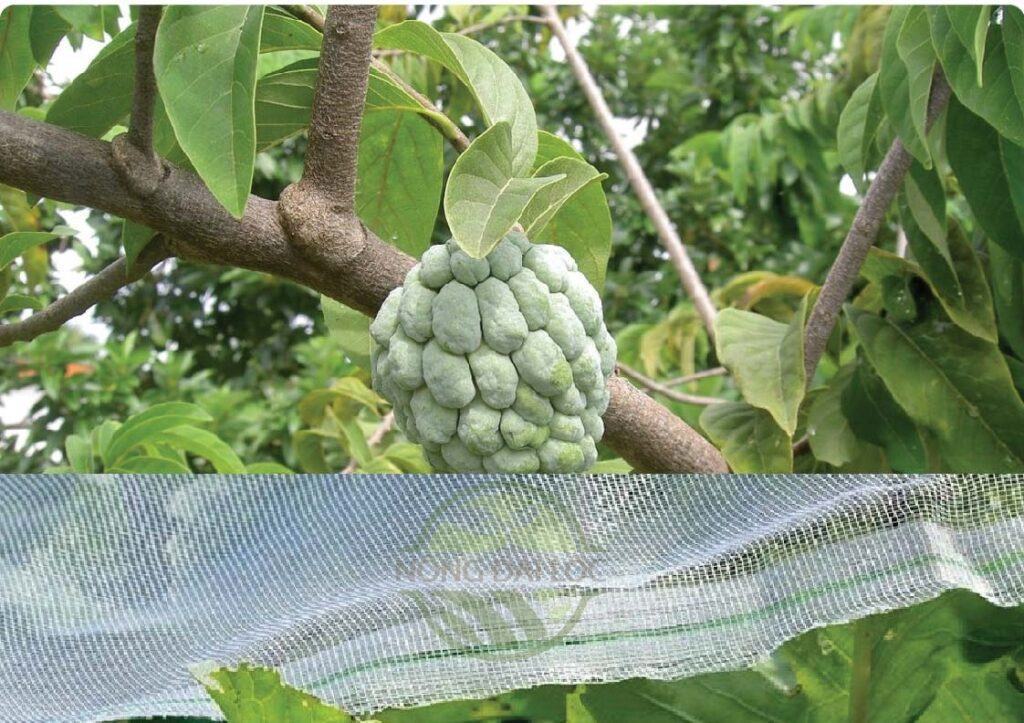 lưới trùm cây mãng cầu ngăn côn trùng gây hại