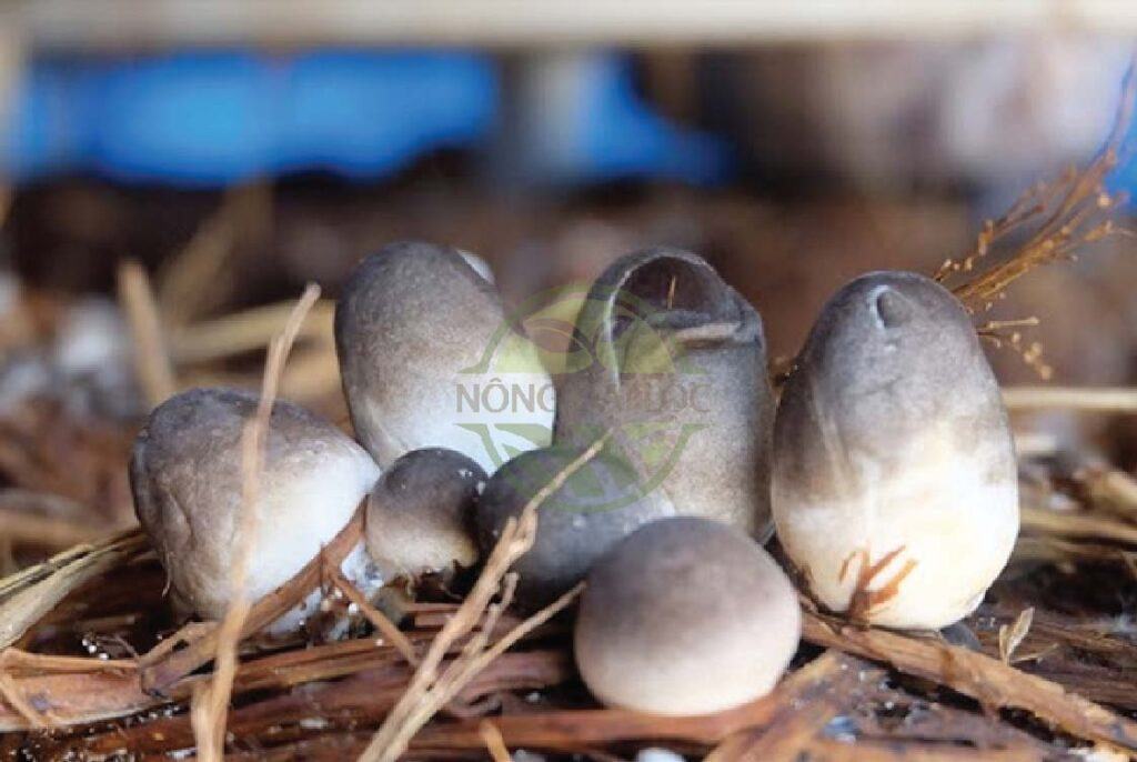 nha luoi trong nam rom
