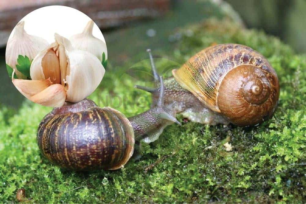 Dùng tỏi diệt ốc sên