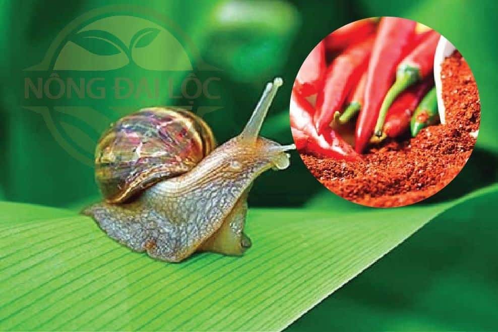 Dùng ớt bột đổi ốc sên