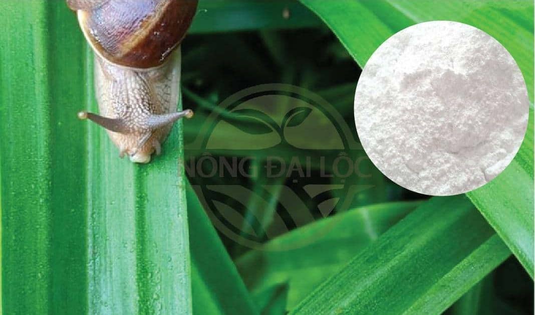 dùng vôi bột hoặc muối ăn tiêu diệt ốc sên