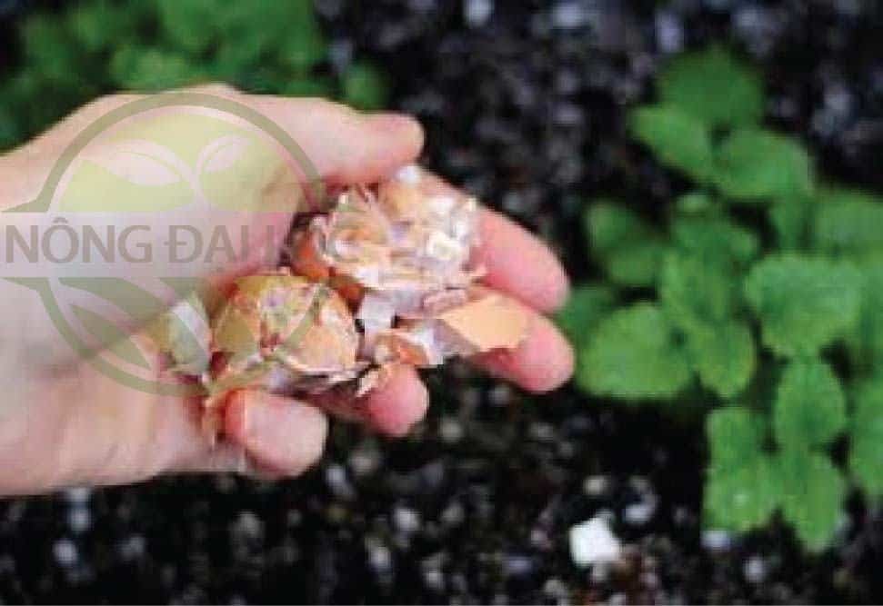 Rải vỏ trứng xung quanh vườn rau