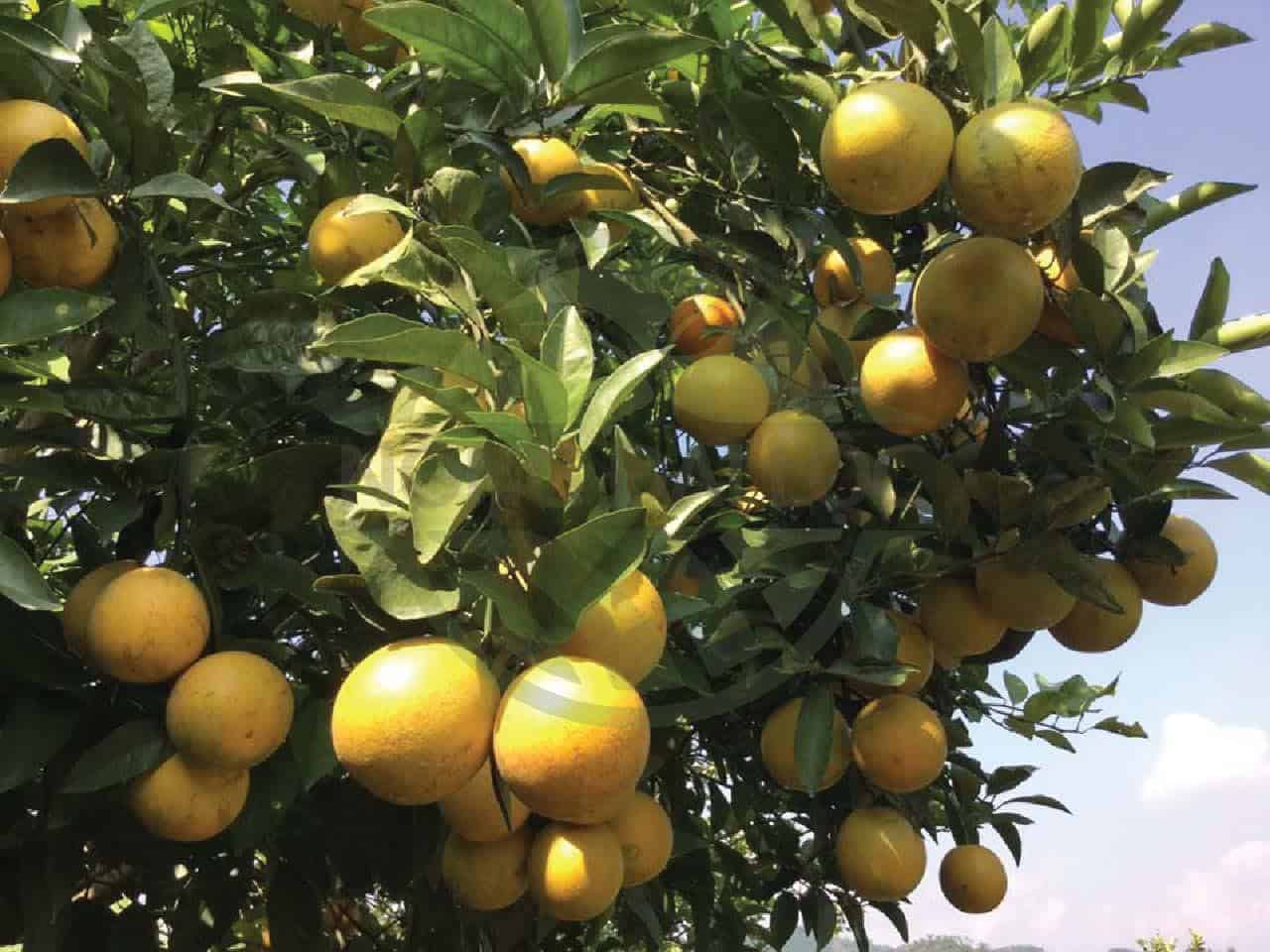 Lưới trùm cam - nông đại lộc