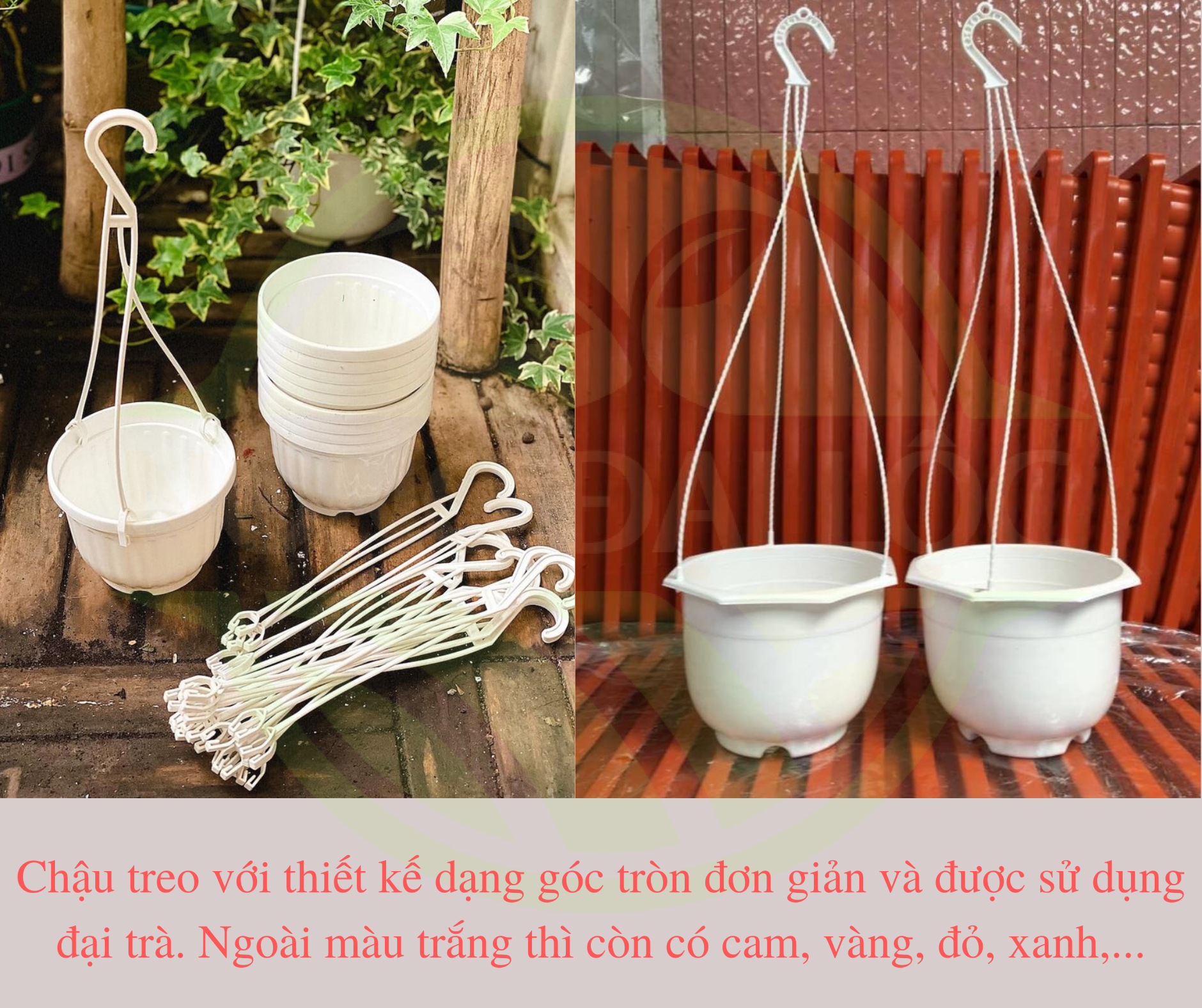 chau-nhua-treo-gia-si-Dai-Loc-3