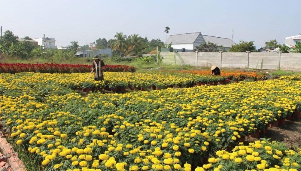 chau nhua trong hoa van tho luoi dai loc ndl 1