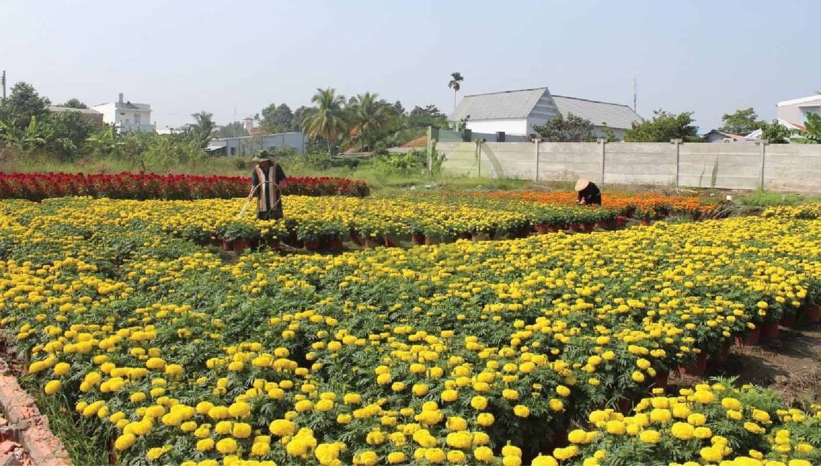 Chậu trồng hoa vạn thọ