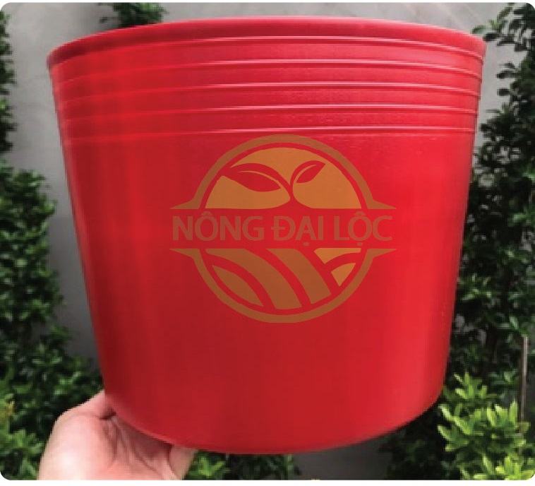 Chậu Mũ Trồng Cây Vạn Thọ 8 chau-nhua-trong-van-tho