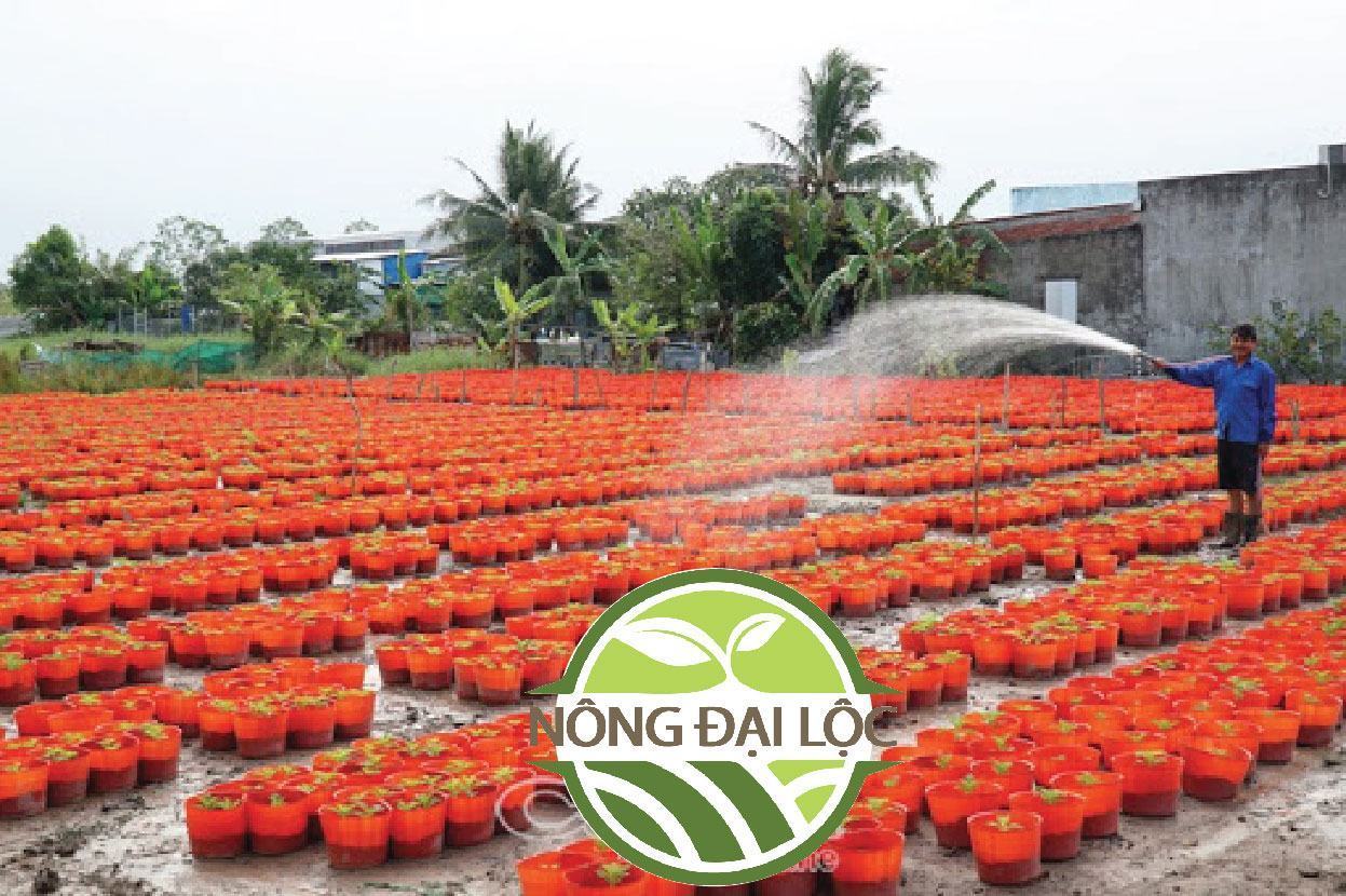 chậu-nhựa-c12