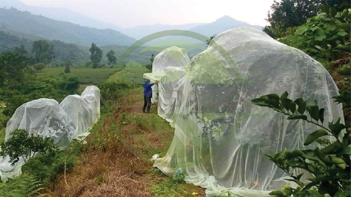 Lưới chắn côn trùng cây mãng câu - cây cam vinh-nông đại lộc