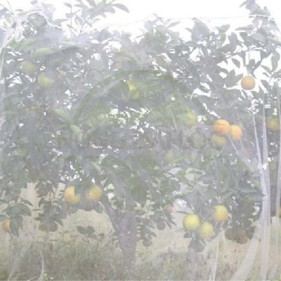 Lưới trùm cây ăn trái và Lưới Trùm Cây Mận: Giải pháp hiệu quả cho bảo vệ cây trồng