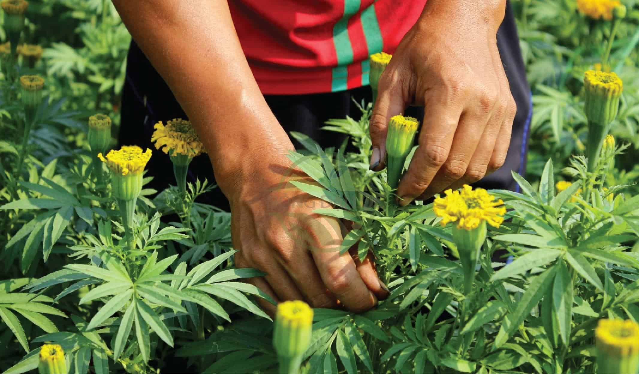 Cơi ngọn hoa vạn thọ đúng thời điểm