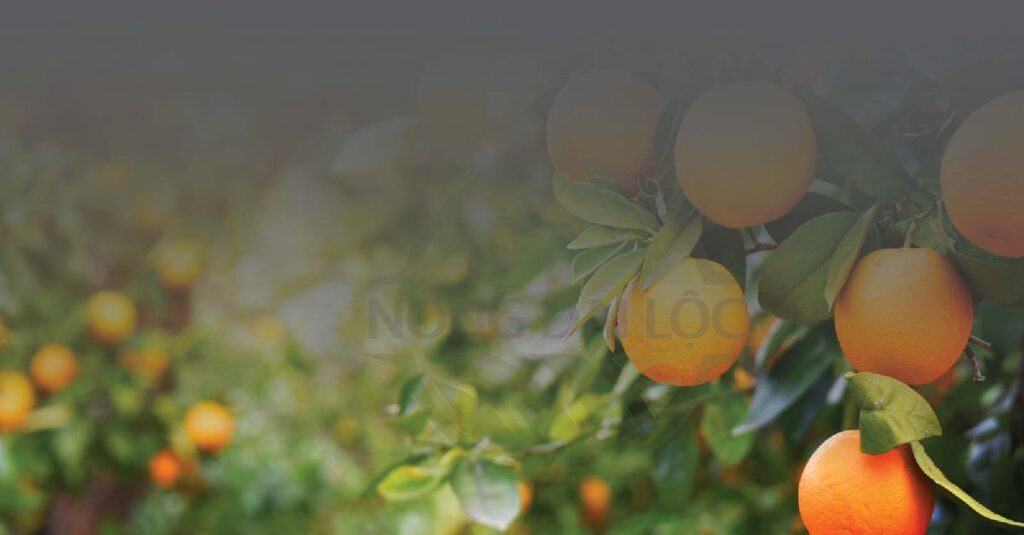 mac mung cho cay cam nong dai loc