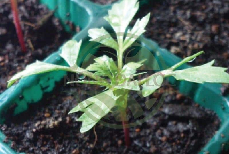 Chậu nhựa dẻo trồng hoa vạn thọ