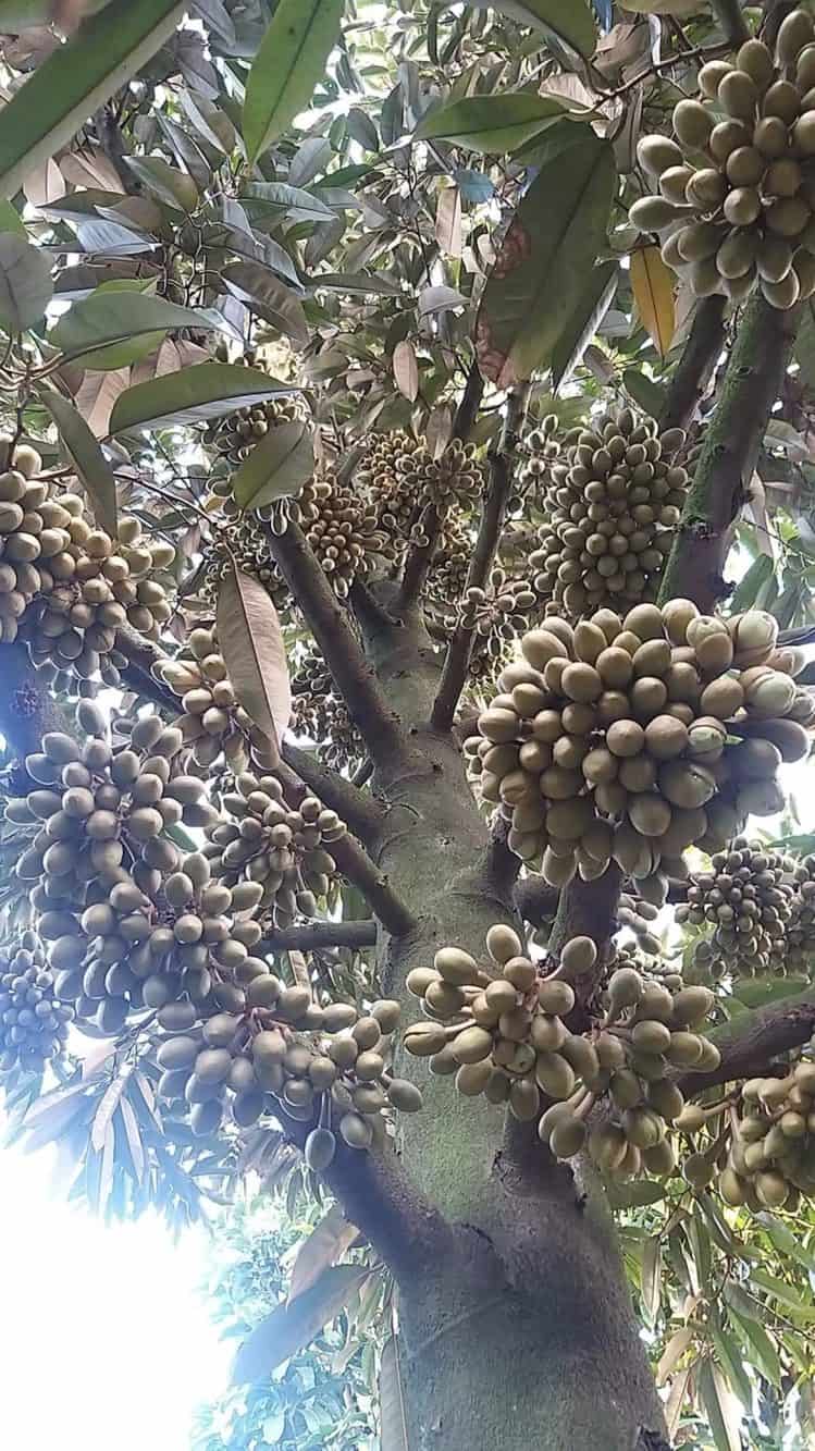 sầu riêng mùa nghịch