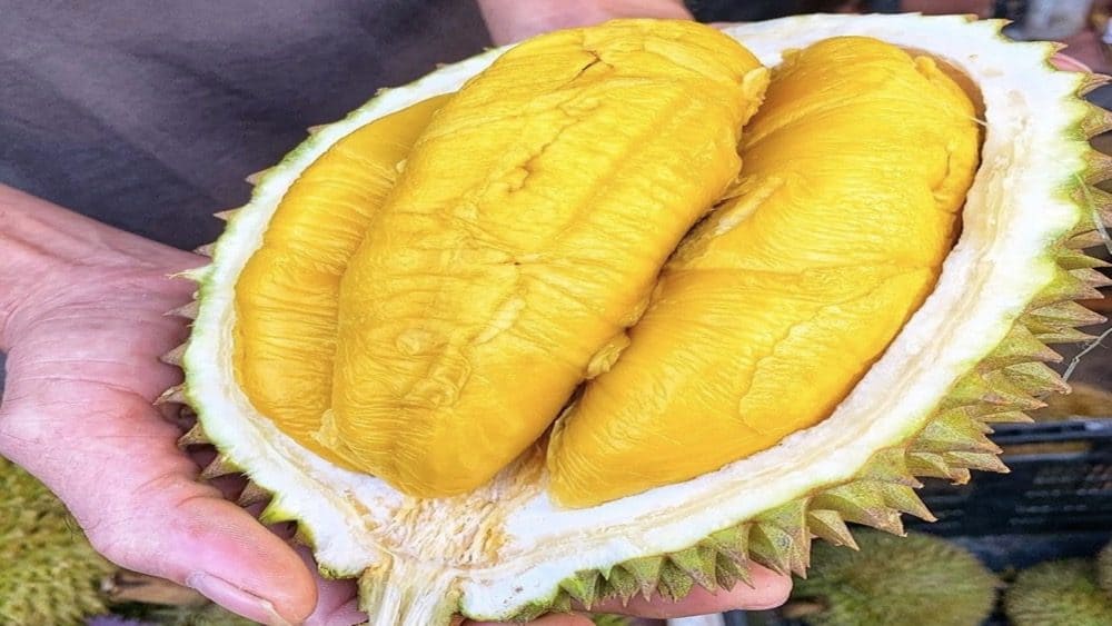 Sau rieng musang king malaysianongdailoc