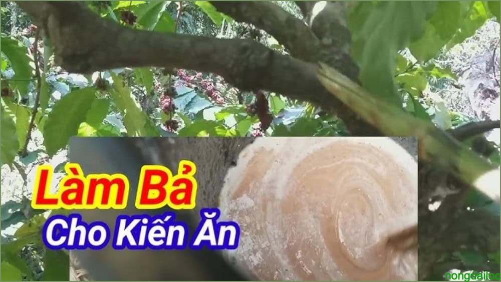 Cách Diệt Và Phòng Ngừa Kiến Đen Trên Cây Cà Phê 4 ba cho cay caphe nongdailoc