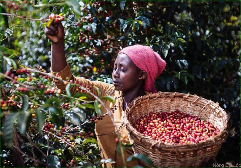ca phe ethiopia nongdailoc.com