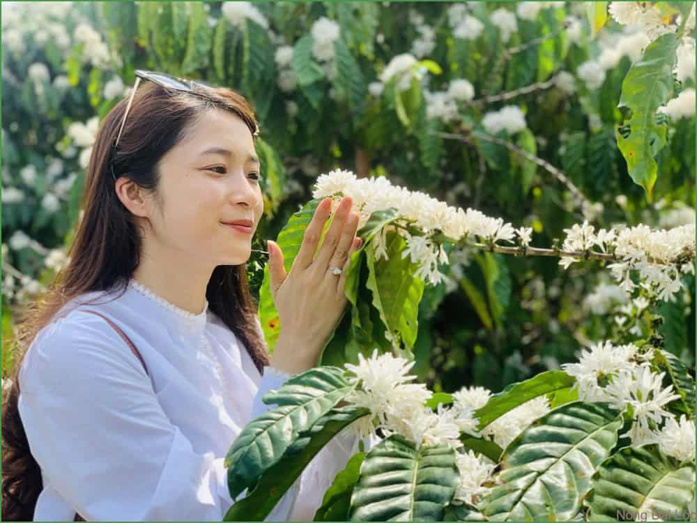 Cà phê là một trong những cây trồng quan trọng và phổ biến nhất ở Tây Nguyên 1 ca phe gia lai nongdailoc.com