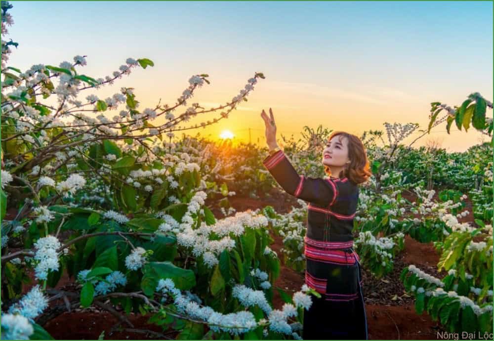 Cà phê là một trong những cây trồng quan trọng và phổ biến nhất ở Tây Nguyên 5 ca phe tay nguyen nongdailoc.com