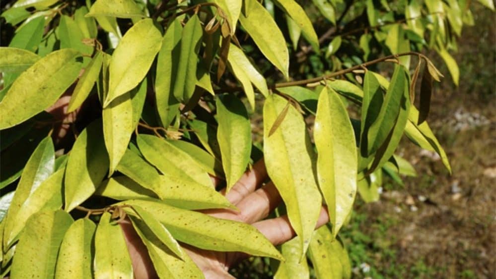 cay sau rieng bi vang la xu ly nnongdailoc