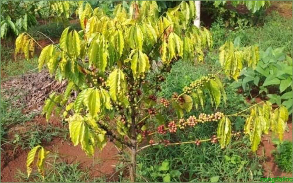 Bệnh tuyến trùng hại cà phê và biện pháp phòng trừ 6 cham soc cafe bi vang la nongdailoc