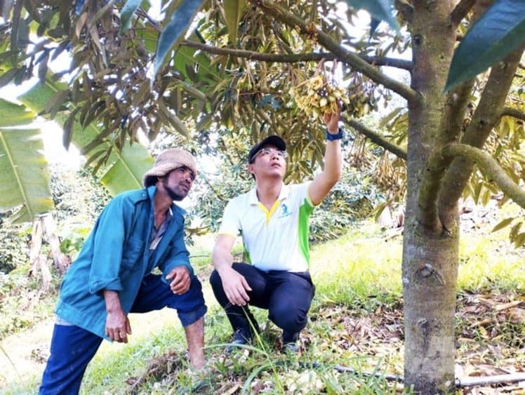 Chăm sóc sầu riêng sau thu hoạch : Đảm bảo cây khỏe mạnh và năng suất cao 6 cham soc sau rieng sau khi thu hoach