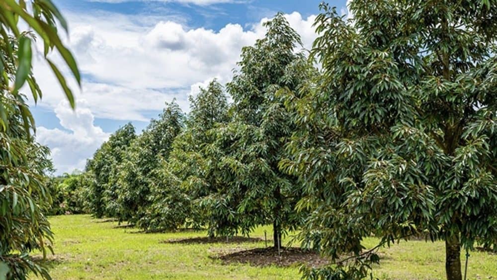 Chăm sóc sầu riêng sau thu hoạch : Đảm bảo cây khỏe mạnh và năng suất cao 5 phuc hoi sau rieng sau thu hoach