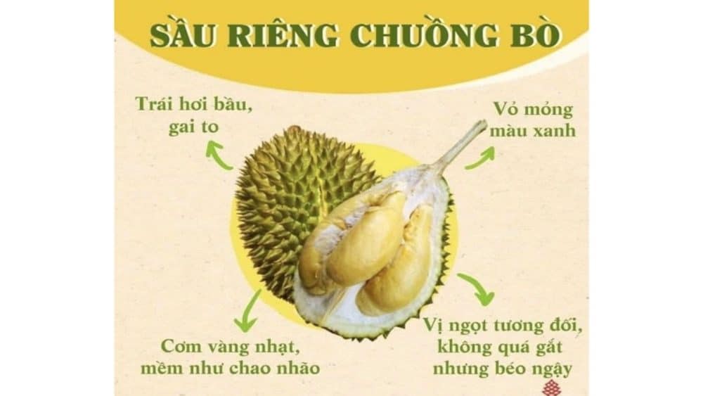 sau rieng chuong bo 9999nongdailoc