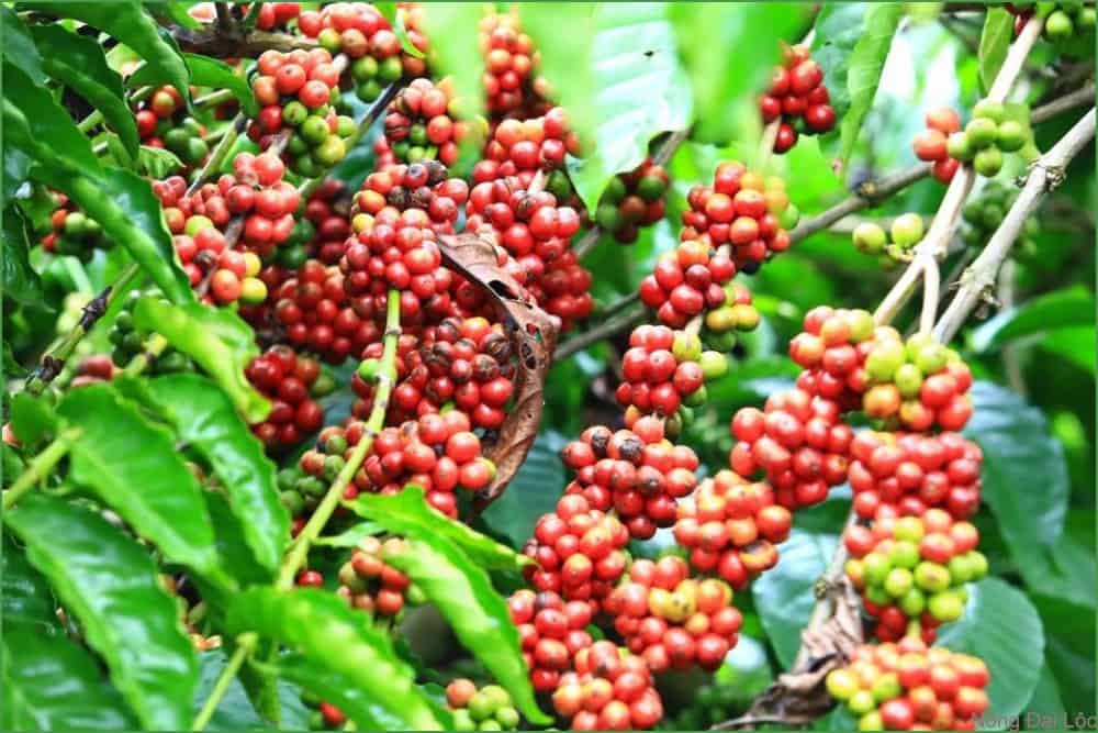 Cà phê là một trong những cây trồng quan trọng và phổ biến nhất ở Tây Nguyên 6 thu hoach ca phe nongdailoc.com