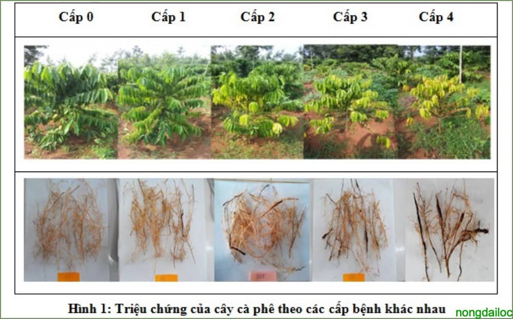 Bệnh tuyến trùng hại cà phê và biện pháp phòng trừ 4 trieuchung nongdailoc