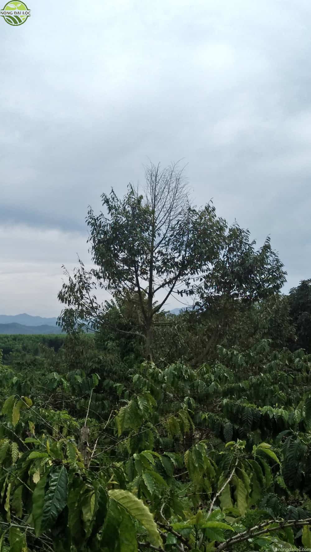 kho dot benh o cay sau riengnongdailoc