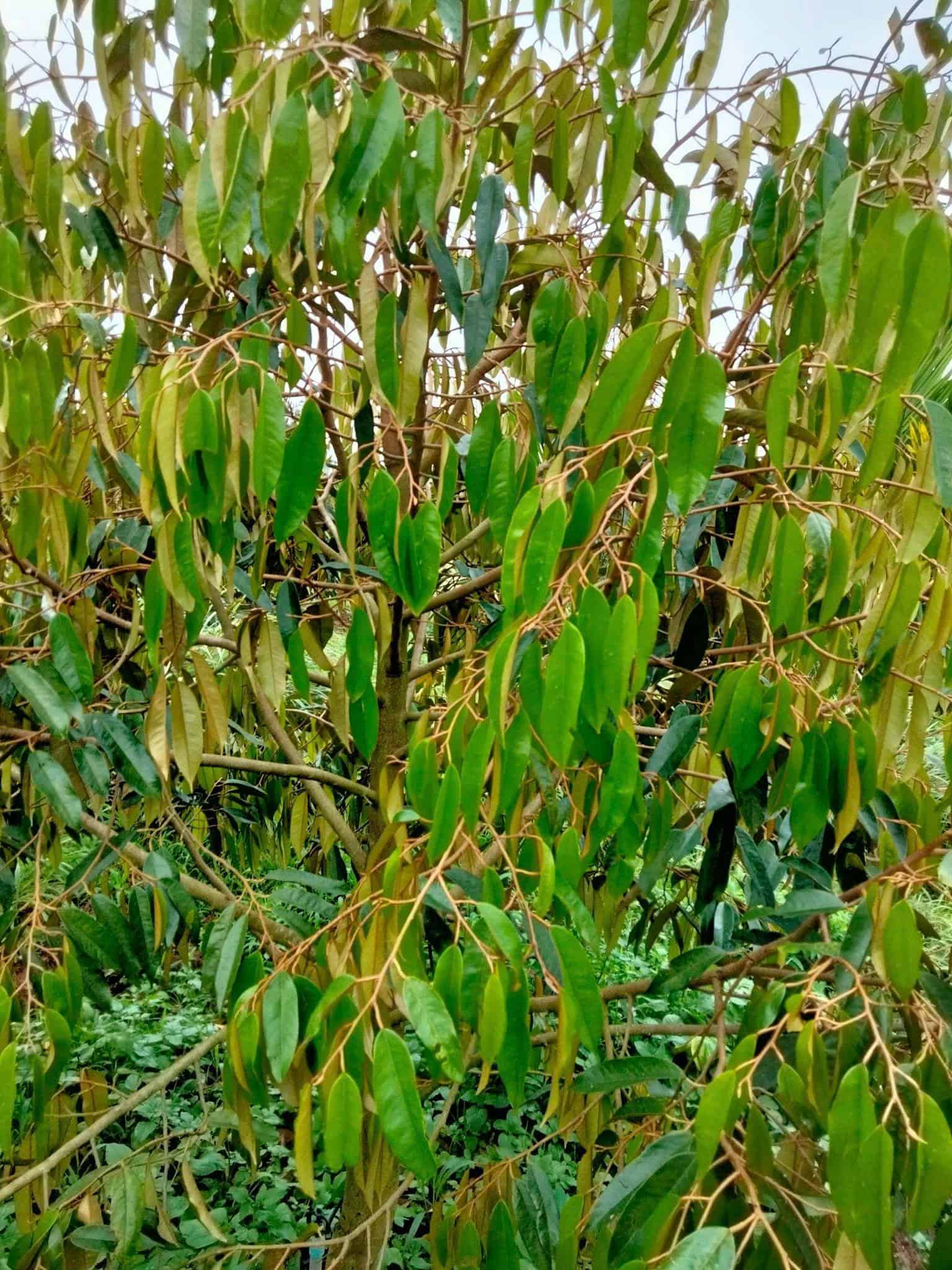vàng lá trên cây sầu riêng