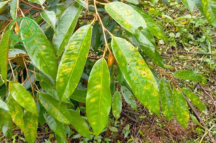 Bệnh rỉ sắt trên cây sầu riêng
