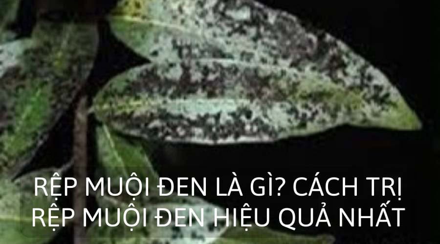 42gnsu9xx8wj6rqc3zyzpsvamz29 rep muoi den