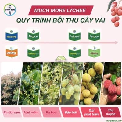 Quy trinh boi thu cay vai nong dai loc