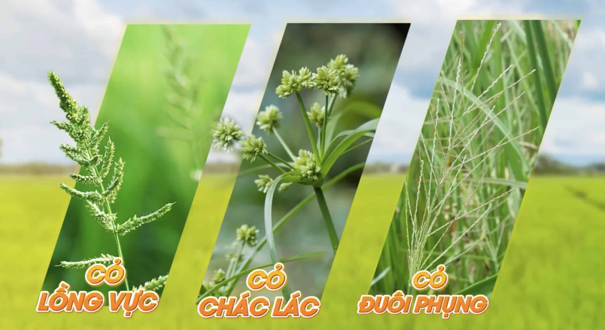 Thuốc trừ cỏ Cantanil 550EC 11 Thuốc trừ cỏ Cantanil 550EC